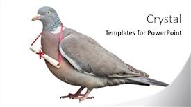  Presentation with business communication - PPT layouts having carrier-pigeon-carrying-and-delivering background and a white colored foreground