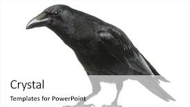  Presentation with crow - Slide set consisting of carrion crow with inquisitive look background and a white colored foreground