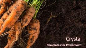  Presentation with carrots - Presentation theme with carrots in the garden close background and a wine colored foreground