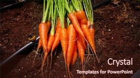  Presentation with farmland - Amazing PPT theme having carrots just harvested in homestead backdrop and a wine colored foreground