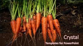  Presentation with farmland - Beautiful slide deck featuring carrots just harvested in homestead backdrop and a wine colored foreground