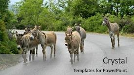  Presentation with road - Theme enhanced with carrying donkey - pack of mules on road background and a  colored foreground