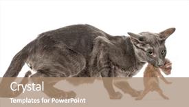  Presentation with new born - Beautiful slides featuring carrying her new born baby backdrop and a  colored foreground