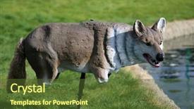  Presentation with geese - Presentation theme consisting of cartoon - plastic wolf or coyote bird background and a tawny brown colored foreground