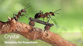  Presentation with ant - Beautiful PPT theme featuring cartoon - red ant riding on her backdrop and a coral colored foreground