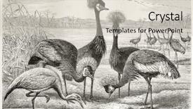  Presentation with crane - Slides with cartoon animal - black crowned crane balearica pavonina background and a soft green colored foreground