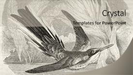  Presentation with cartoon animal - Amazing slide set having cartoon animal - black-eared fairy old illustration heliothryx backdrop and a mint green colored foreground