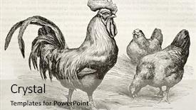  Presentation with animal chicken - Audience pleasing theme consisting of cartoon animal - dorking chicken old illustration created backdrop and a light gray colored foreground
