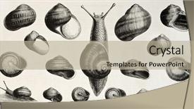  Presentation with cartoon animal - Presentation theme having cartoon animal - edible snails old illustration helix background and a mint green colored foreground