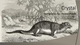  Presentation with old - Cool new theme with cartoon animal - giant otter shrew old illustration backdrop and a light gray colored foreground