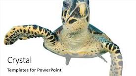  Presentation with white sea urchin - Audience pleasing presentation design consisting of cartoon animal - hawksbill sea turtle isolated backdrop and a white colored foreground