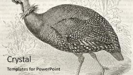  Presentation with old camera and film sound - Slide set featuring cartoon animal - helmeted guineafowl old illustration numida background and a soft green colored foreground