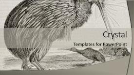  Presentation with cartoon animal - PPT layouts having cartoon animal - kiwi old illustration apteryx haastii background and a light gray colored foreground