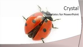  Presentation with cartoon animal - Audience pleasing theme consisting of cartoon animal - ladybug isolated on white backdrop and a white colored foreground