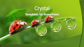  Presentation with cartoon animal - Slide deck featuring cartoon animal - natural background from rainy season background and a tawny brown colored foreground