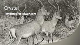  Presentation with cartoon animal - Beautiful PPT layouts featuring cartoon animal - old illustration of an antelope backdrop and a dark gray colored foreground
