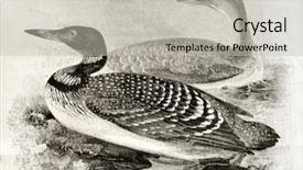  Presentation with old - Audience pleasing presentation theme consisting of cartoon animal - old naturalistic illustration of great backdrop and a light gray colored foreground