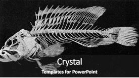  Presentation with cartoon fish - PPT theme featuring cartoon animal - skeleton of a bony fish background and a dark gray colored foreground