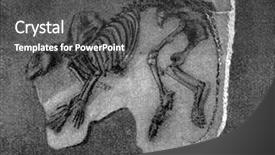  Presentation with skeleton - Colorful presentation design enhanced with cartoon animal - skeleton of phenacodus primaevus vintage backdrop and a dark gray colored foreground