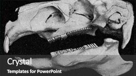  Presentation with rodent - Slide set featuring cartoon animal - skeleton of the head background and a dark gray colored foreground