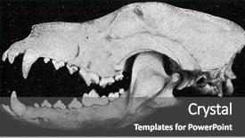  Presentation with skeleton - PPT theme enhanced with cartoon animal - skeleton of the head background and a dark gray colored foreground