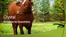  Presentation with cow - Beautiful slides featuring cartoon animals - cow backdrop and a wine colored foreground