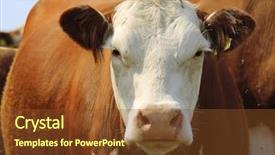  Presentation with cow - Cool new slide set with cartoon animals - cow backdrop and a tawny brown colored foreground
