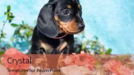 Presentation with cartoon animals - Cool new presentation design with cartoon animals - dachshund portrait and flowers backdrop and a coral colored foreground