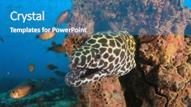  Presentation with honey bee honeycomb - Colorful PPT layouts enhanced with cartoon animals - honeycomb moray eel backdrop and a teal colored foreground