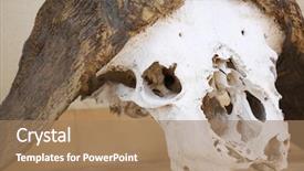  Presentation with cartoon animals - Slides consisting of cartoon animals - skull of a water buffalo background and a coral colored foreground