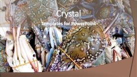  Presentation with blue flower - Colorful PPT theme enhanced with woman is holding the red awareness ribbon isolated over white backdrop and a coral colored foreground