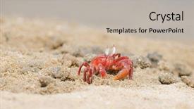  Presentation with defending - Cool new PPT theme with cartoon beach - lonely fiddler crab defending its backdrop and a light gray colored foreground