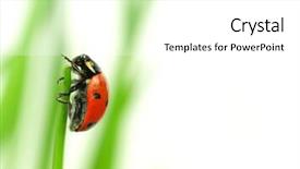  Presentation with ladybug - Presentation enhanced with cartoon bug - beautiful ladybug on green leaves background and a white colored foreground