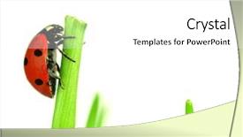  Presentation with beautiful green - Cool new PPT theme with cartoon bug - beautiful ladybug on green leaves backdrop and a white colored foreground