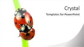  Presentation with ladybugs - Amazing presentation theme having cartoon bug - beautiful ladybugs being mate backdrop and a white colored foreground