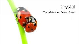  Presentation with ladybugs - Presentation consisting of cartoon bug - beautiful ladybugs being mate background and a white colored foreground