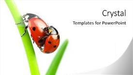  Presentation with ladybugs - Beautiful presentation design featuring cartoon bug - beautiful ladybugs being mate backdrop and a white colored foreground
