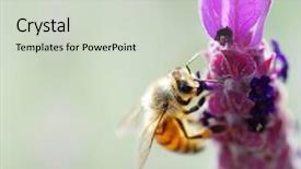  Presentation with honey bee - Cool new presentation design with cartoon bug - honey bee on tufted vetch backdrop and a soft green colored foreground