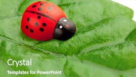  Presentation with ladybug - Slide deck consisting of cartoon bug - ladybug on the leaf background and a  colored foreground