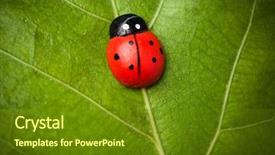 Presentation with ladybug - PPT layouts featuring cartoon bug - ladybug on the leaf background and a tawny brown colored foreground