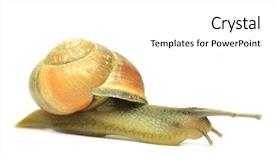  Presentation with snail - Theme with cartoon bug - snail isolated on white background and a  colored foreground