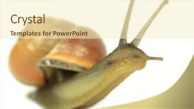  Presentation with snail - Audience pleasing theme consisting of cartoon bug - snail isolated on white backdrop and a cream colored foreground