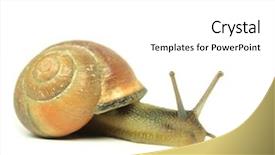  Presentation with snail - Cool new slides with cartoon bug - snail isolated on white backdrop and a  colored foreground