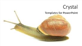  Presentation with snail - Slide deck consisting of cartoon bug - snail isolated on white background and a white colored foreground