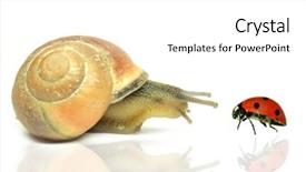  Presentation with ladybug - Slides with cartoon bug - snail with ladybug on white background and a white colored foreground