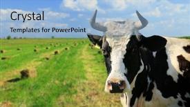  Presentation with cow - Slide set featuring cartoon cows - cow background and a light blue colored foreground