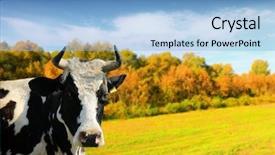  Presentation with cow - Cool new PPT layouts with cartoon cows - cow backdrop and a light blue colored foreground