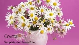  Presentation with white - PPT theme with cartoon plants - bouquet of daisies background and a coral colored foreground