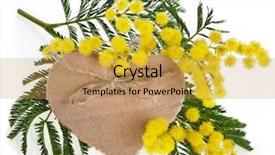  Presentation with card holiday flowers abstract - Audience pleasing theme consisting of cartoon plants - mimosa acacia flowers decorative card backdrop and a  colored foreground