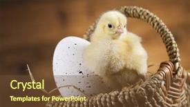  Presentation with animal curealty - Colorful slide deck enhanced with cartoon rabbit - easter animal backdrop and a tawny brown colored foreground